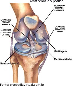 foto demonstrando a anatomia do joelho humano