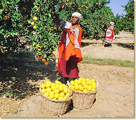 Imagem de uma sul-africana colhendo frutas na cidade de Nelspruit
